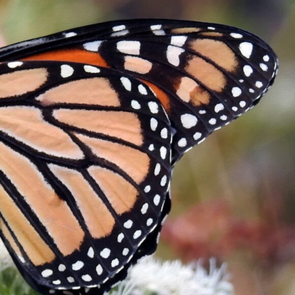 Monarch Butterfly on a‎ Flower Photography Oil Painting Art Print - Picture 7 of 7